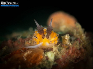 Banana Nudibranch ( Favorinus tsuruganus ) 
Anilao, Phil... by Irwin Ang 